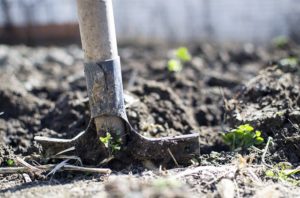 Tenerife Food Forest - Permaculture