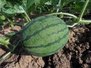 Tropical Food Forest Teneriffa - Essbarer Waldgarten und Permakultur - Teneriffa Permakultur Food Forest