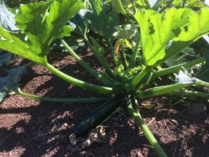 Eco farm on Tenerife - Permaculture & Food Forest