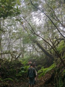 Teneriffa Food Forest - Wanderung im Regenwald 