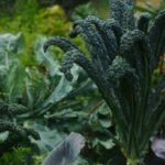 Food Forest auf Teneriffa | Ernteparadies und Lehrpfad