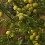 Selbstversorgung auf Teneriffa