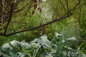 Waldgarten auf Teneriffa besuchen